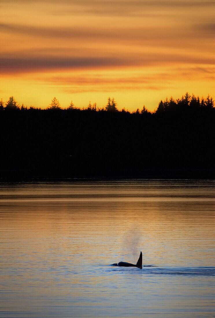 killer whale at sunset in Alaska