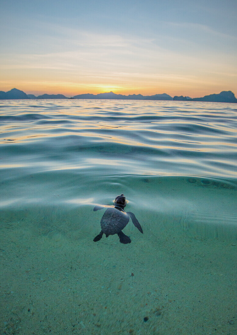 Baby-Meeresschildkröte, die nach Luft schnappt, Philippinen