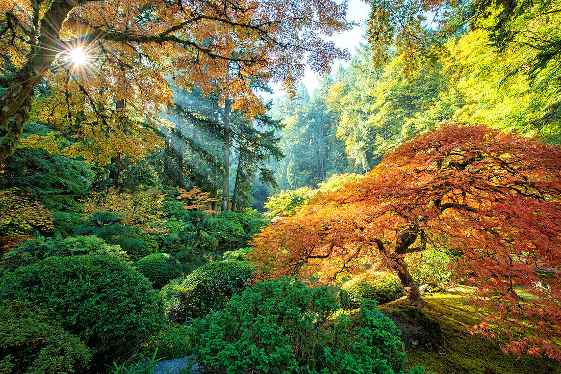 Portland Oregon, japanischer Baum im Herbstlaub