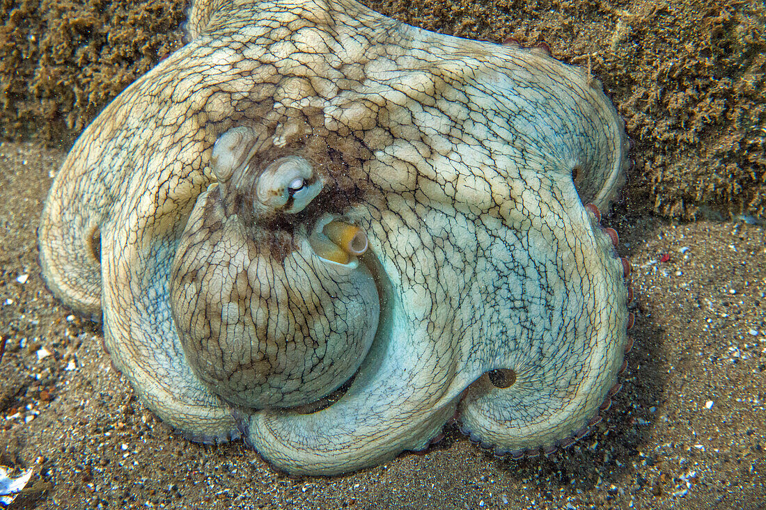 Octopus in St. Lucia