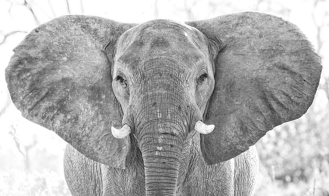 Afrikanischer Elefant (Loxodonta) in Botswana