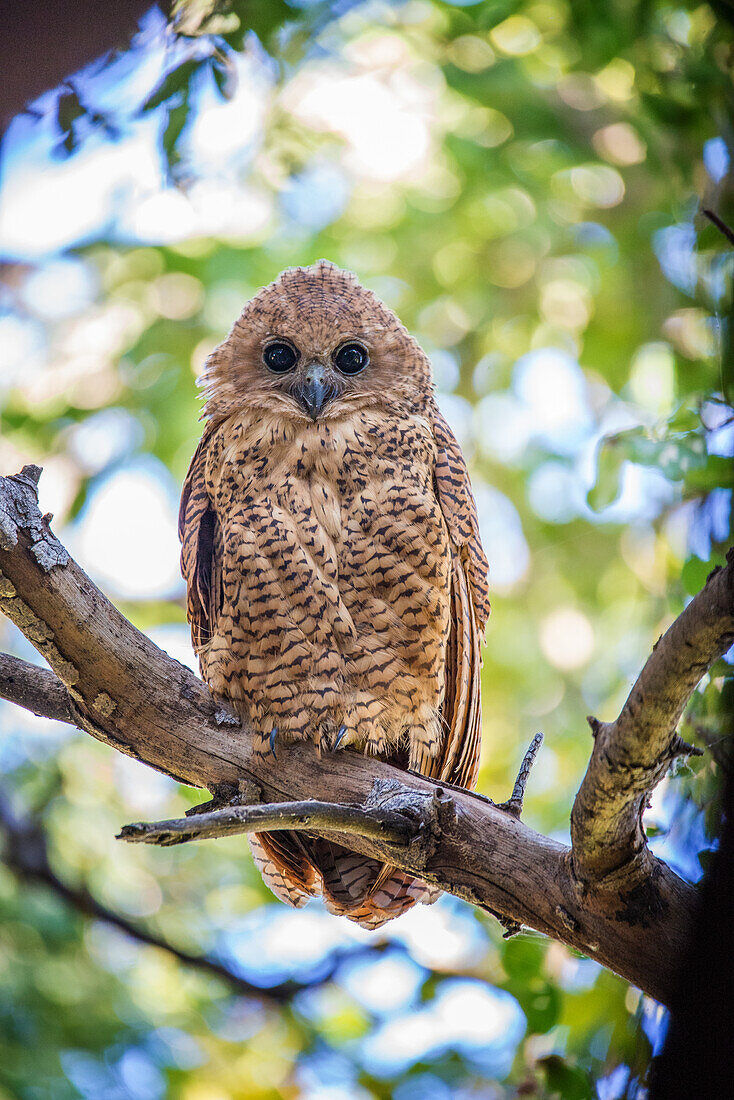 Pels fishing owl (Scotopelia peli) one of the rarest species of owl in Africa, Okavango Delta Botswana