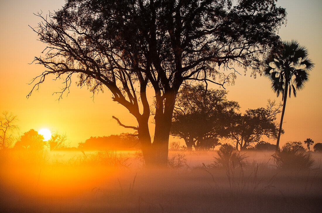 Sonnenaufgang in Afrika, Botswana