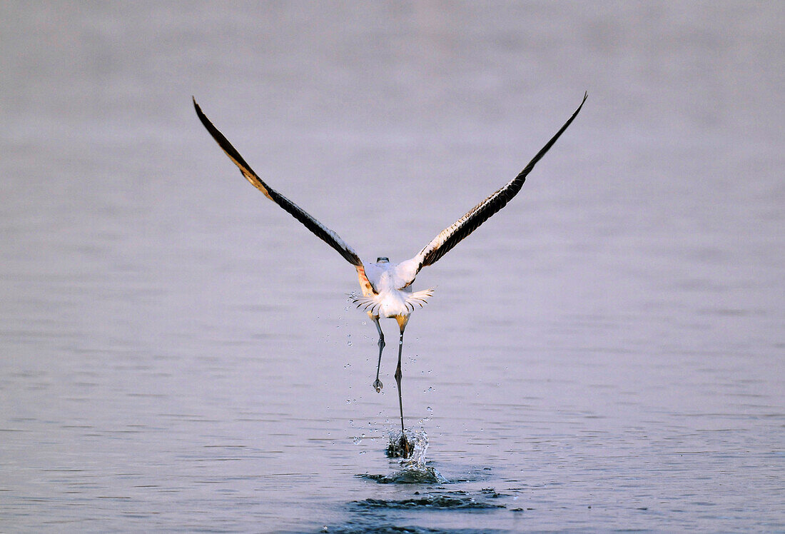 Abhebender Flamingo bei Sonnenaufgang (Phoenicopterus ruber)