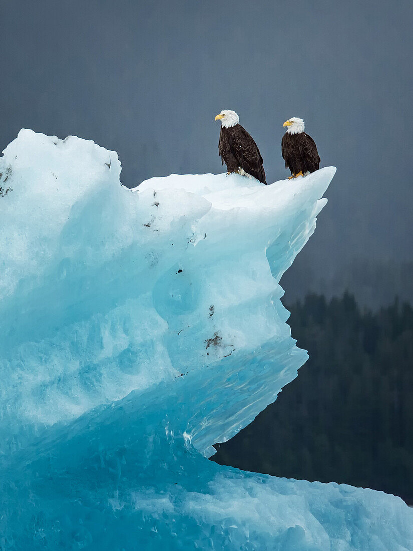 Bald eagles sitting on ice, Alaska (Haliaeetus leucocephalus)