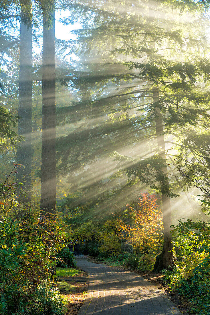 Light beams shining through a forest trail