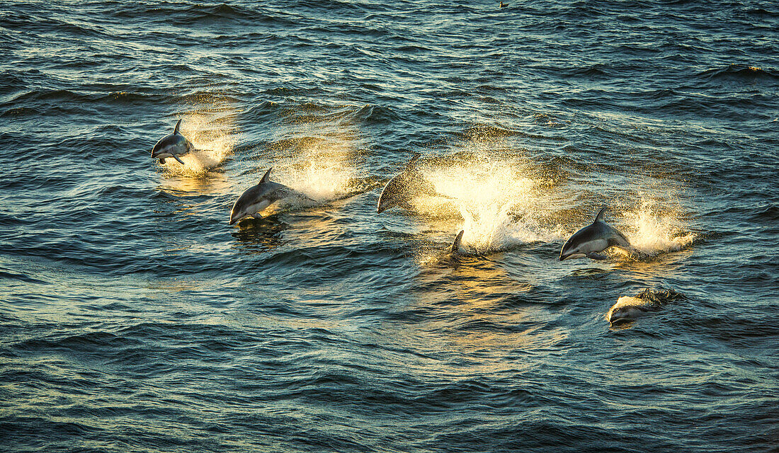 Pazifische Weißseitendelfine bei Sonnenuntergang (Lagenorhynchus obliquidens)