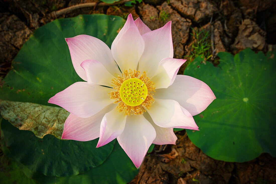 Lotusblume (Nelumbo nucifera)