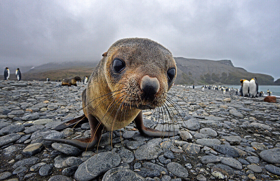 Antarctic Fur seal pup (Arctocephalus gazella)