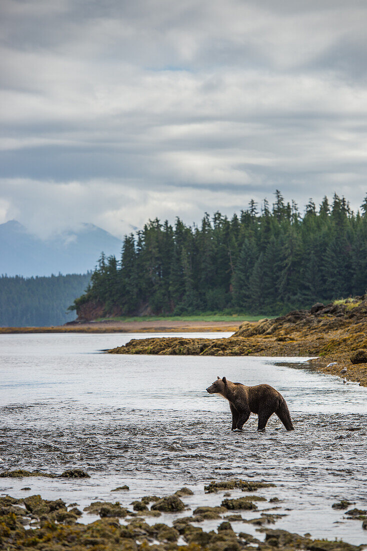 Braunbär (Ursus arctos) beim Fischen in Alaska