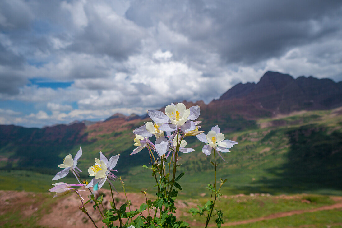 Akelei Blumen kastanienbraun Glocken in Colorado Alpine