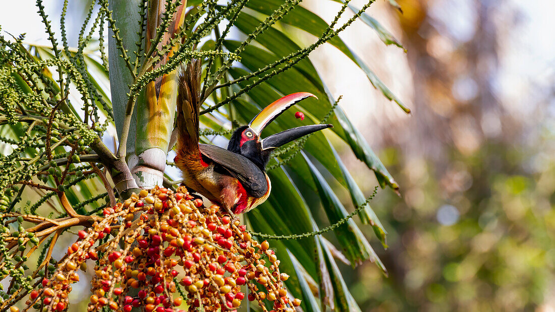 A colorful Aracari toucan juggles fruit before eating it