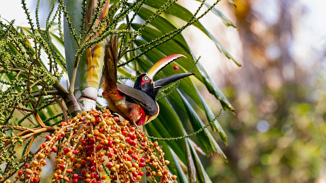 Ein bunter Aracari-Tukan jongliert mit Früchten, bevor er sie isst