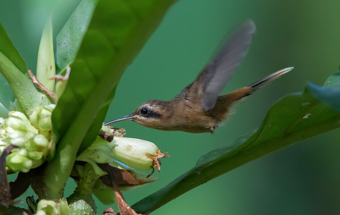 One of the smallest birds in the World, a tiny stripe-throated hermit looks for nectar inside the forest