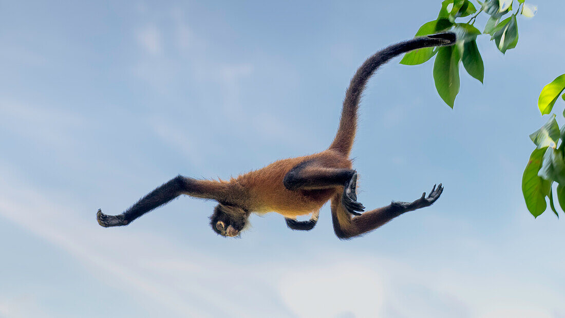 Spider monkeys are specialists on moving fast through the forest canopy