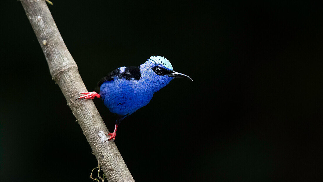 Neon blue with red legs - Red-legged honeycreepers