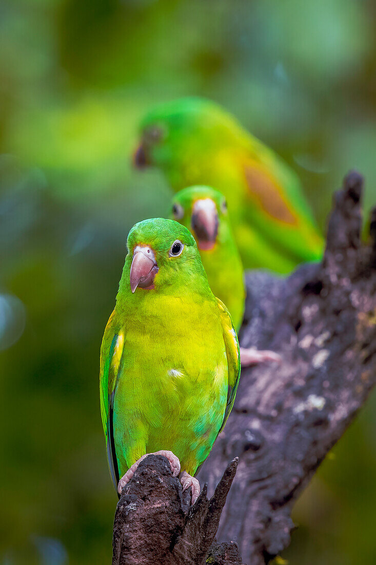 a small flock of parakeets rest on a branch