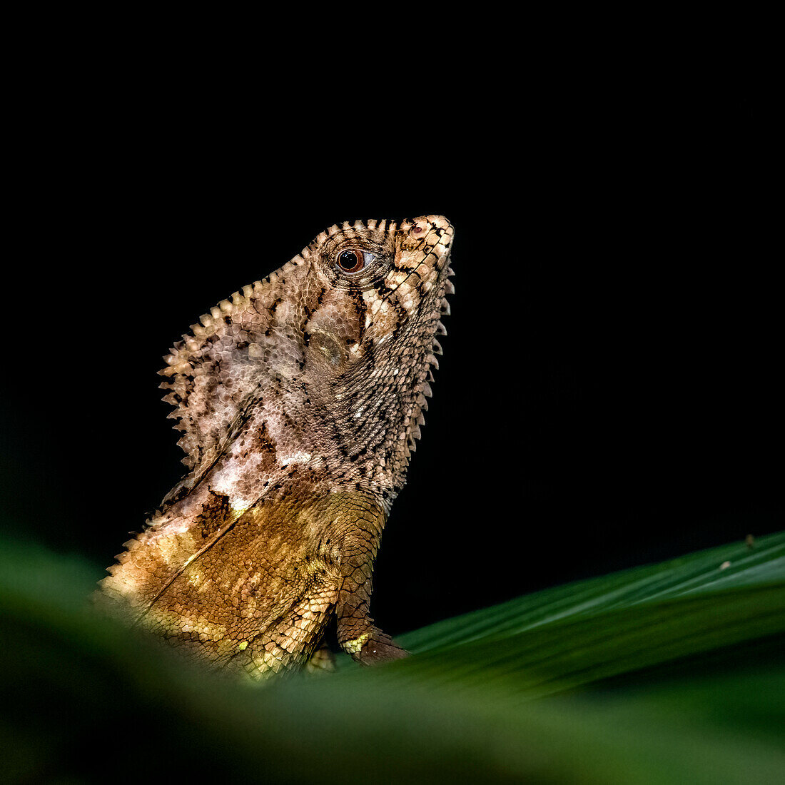 Helmeted igguanas like to live inside the dark rainforest understory