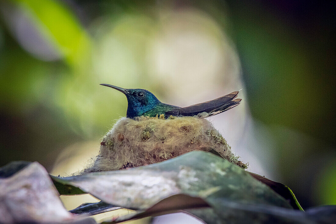 All female hummingbirds build perfect nests for their two eggs