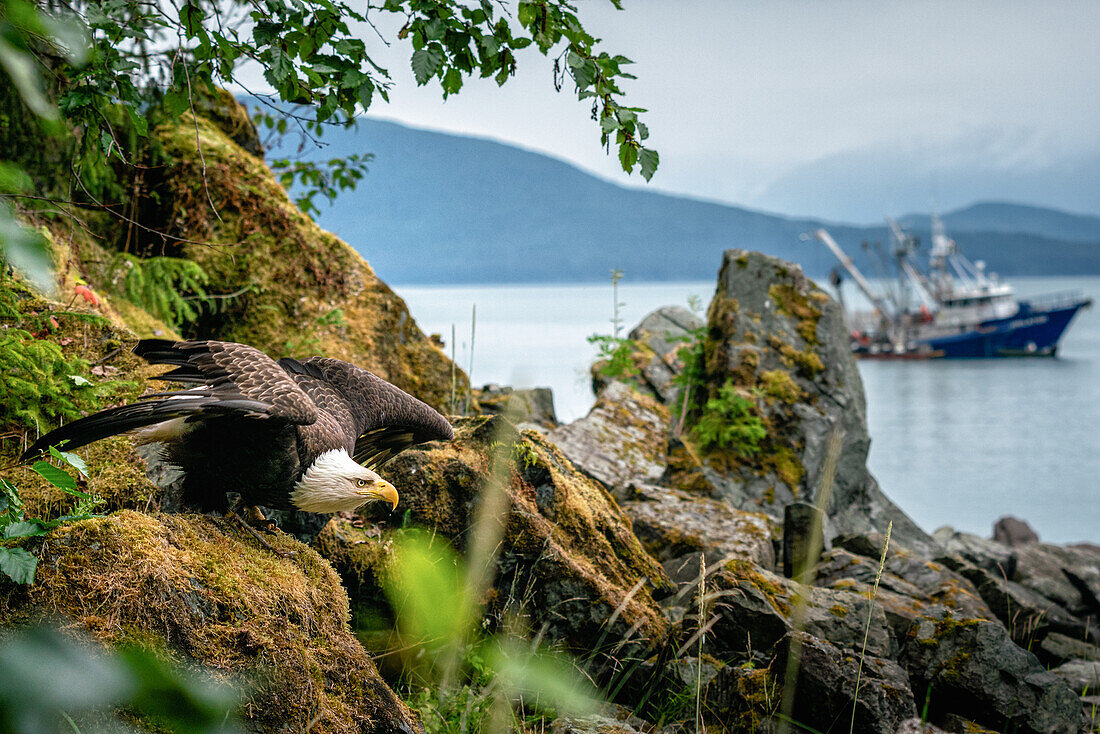 A Bald Eagle moments before launching off and taking flight with a commercial fishing boat in the background.