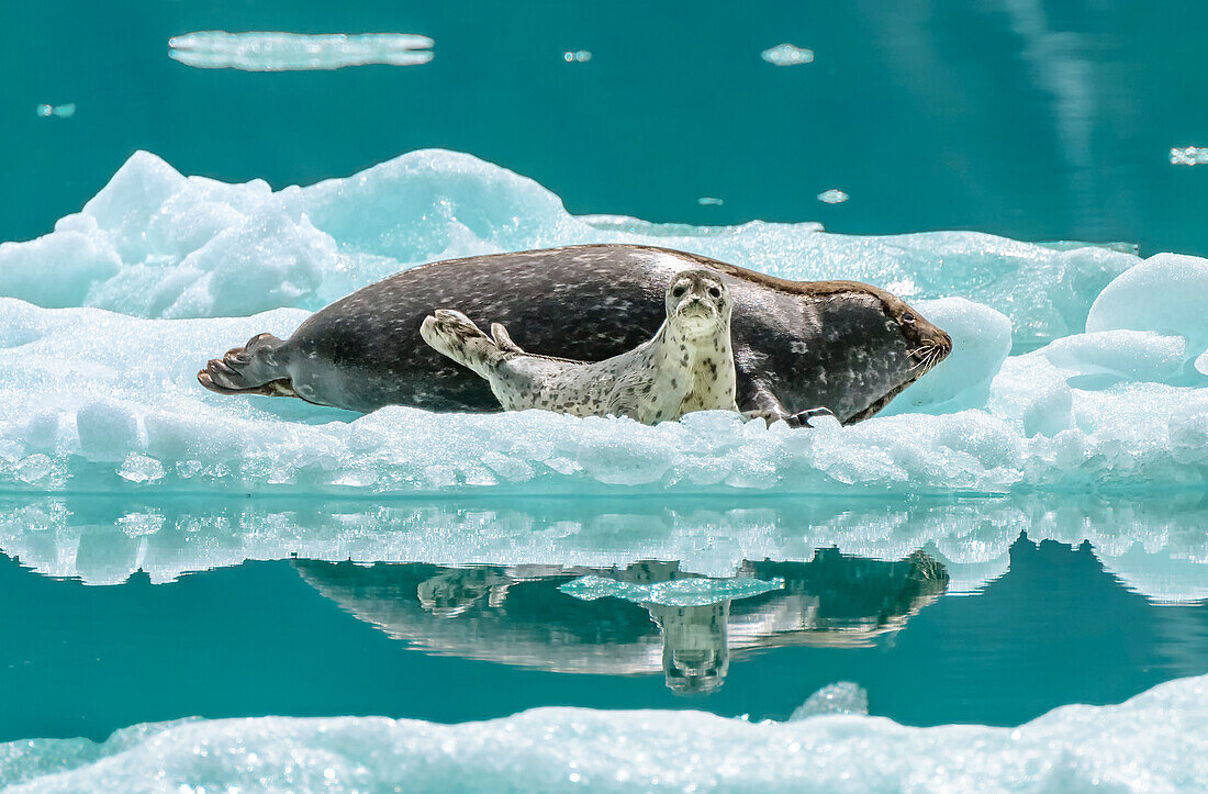 Eine Hafenrobbe mit Jungtier finden auf einem Eisberg Schutz vor Raubtieren.