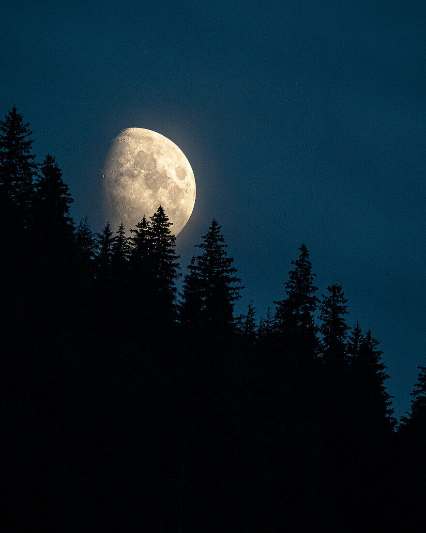 The moon rises over Sitka Spruce in the Tongass National Forest.