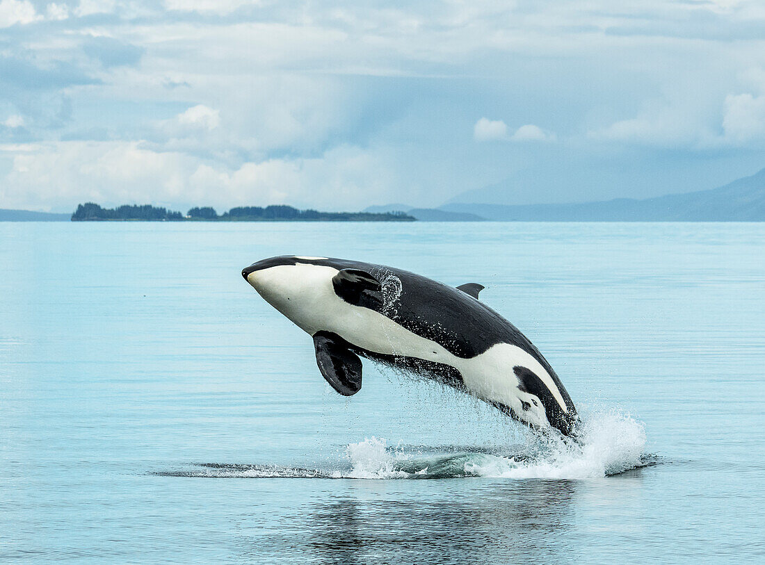 A killer whale, or orca, breaches in the waters of Icy Strait, Alaska