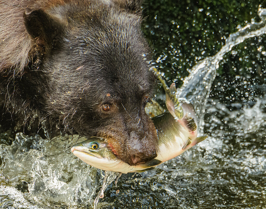 A black bear catches a salmon in the waterfall.