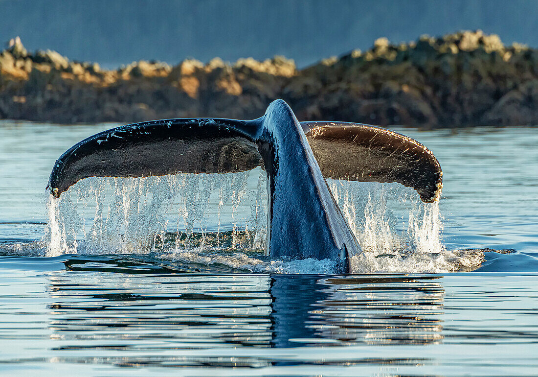 A humpback whale dives into Alaska waters.