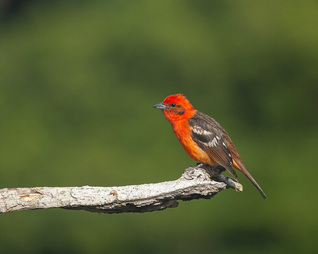 A male Flame-colored Tanager (Piranga bidentata), endemic to mountains of Costa Rica and Western Panama.