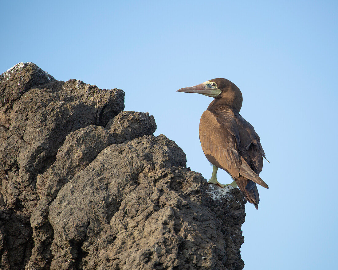 The Brown Booby (Sula leucogaster) is found on the open ocean and rocky islets.