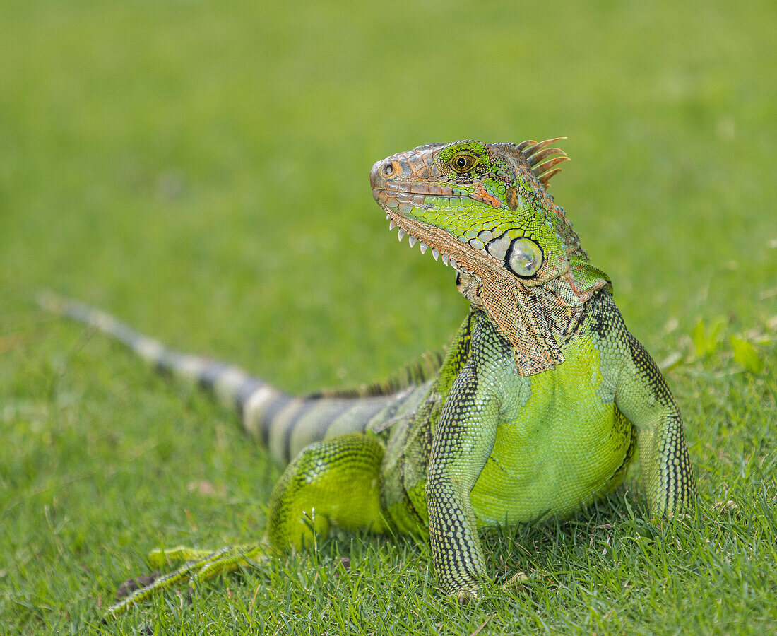 Green Iguana (Iguana iguana) on the grass.