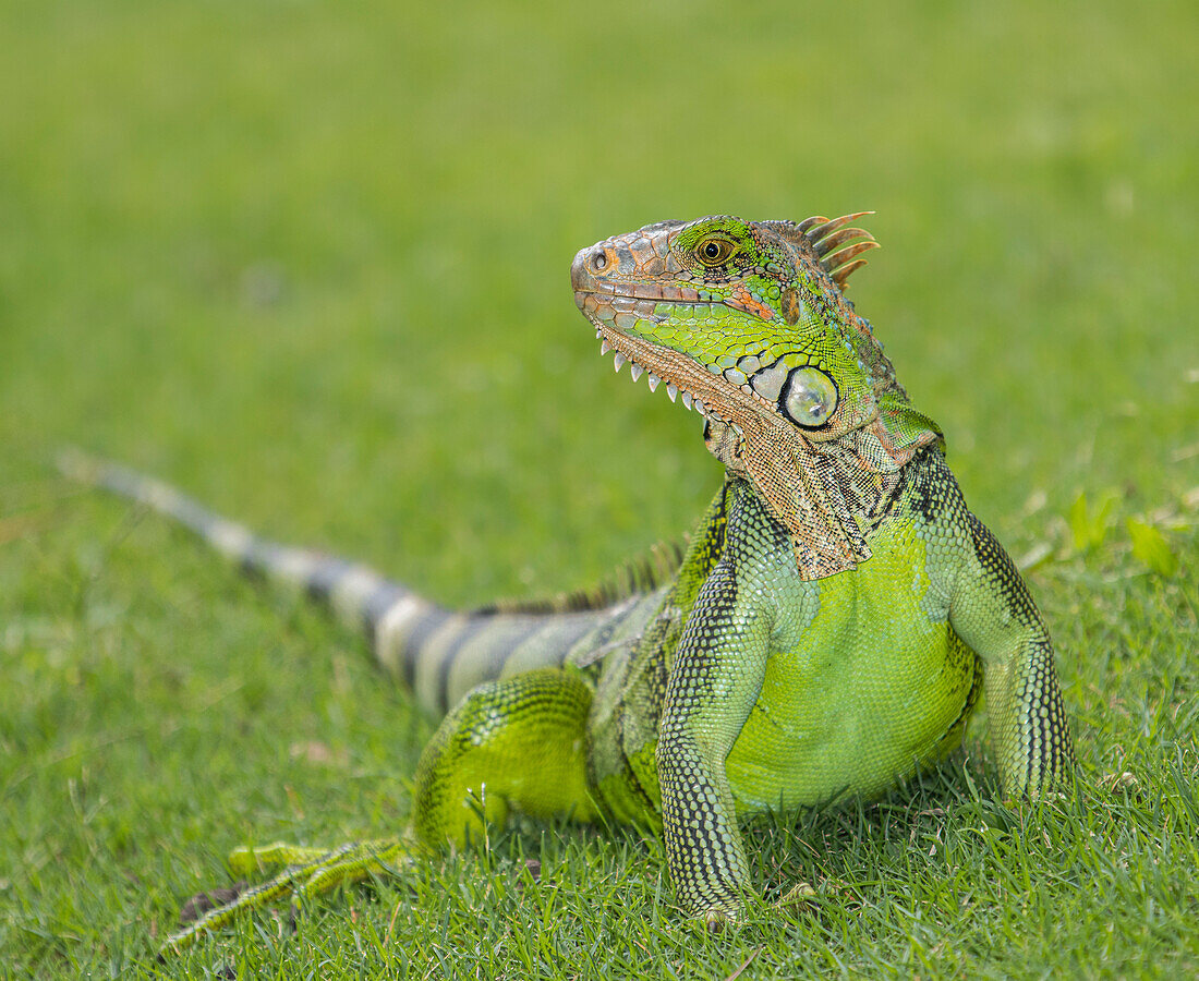 Grüner Leguan (Iguana iguana) im Gras.