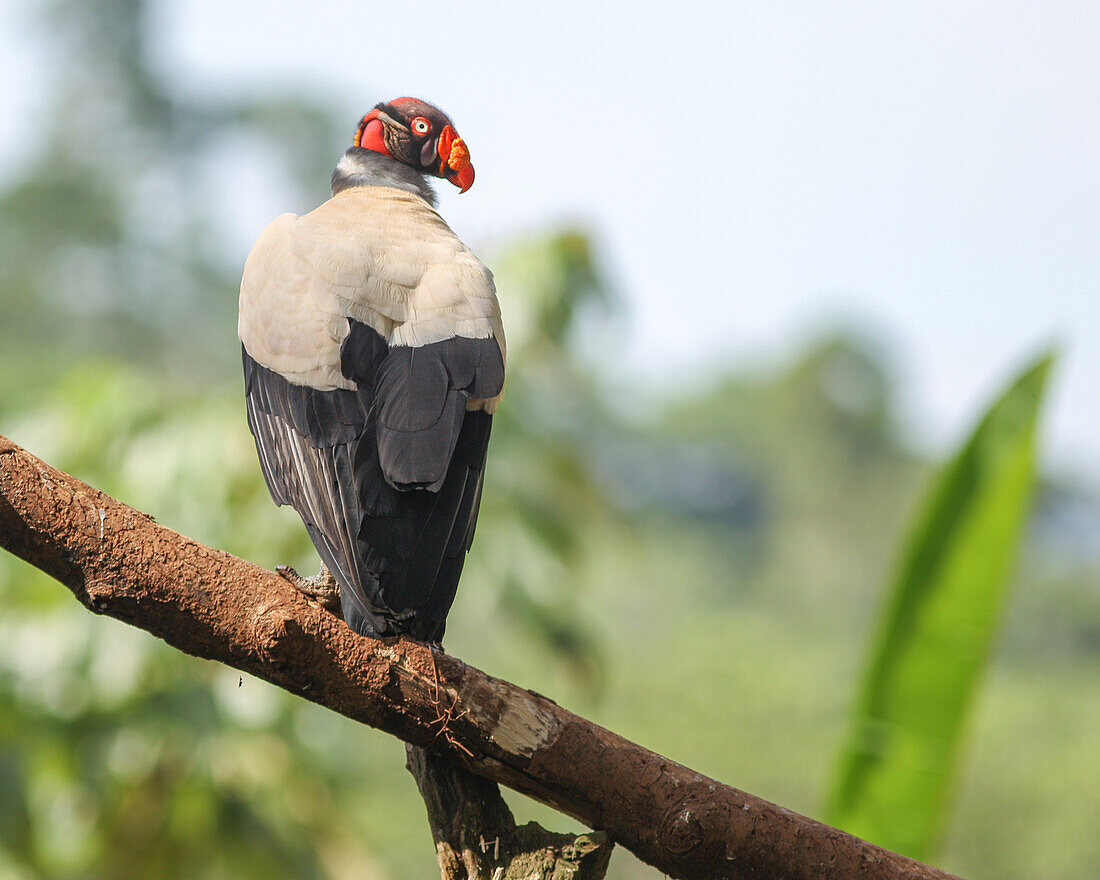 The king of the vultures in the rainforests of Costa Rica, Sarcoramphus papa.