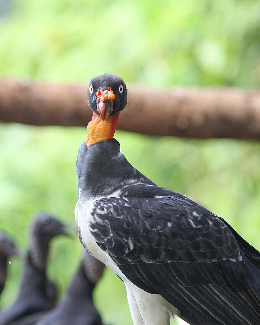 The king of the vultures in the rainforests of Costa Rica, Sarcoramphus papa.