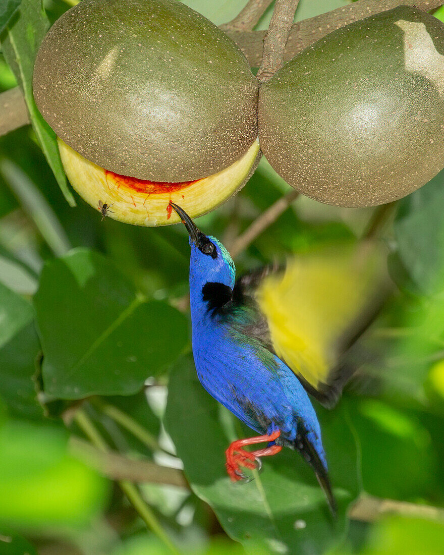 Ein Rotbeiniger Naschvogel (Cyanerpes cyaneus) schwebt, um das Fruchtfleisch eines Pferdekugelbaums (Stemmadenia donnell-smithii) zu erreichen.