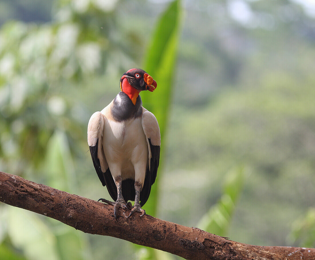 Der König der Geier in den Regenwäldern Costa Ricas, Sarcoramphus papa.