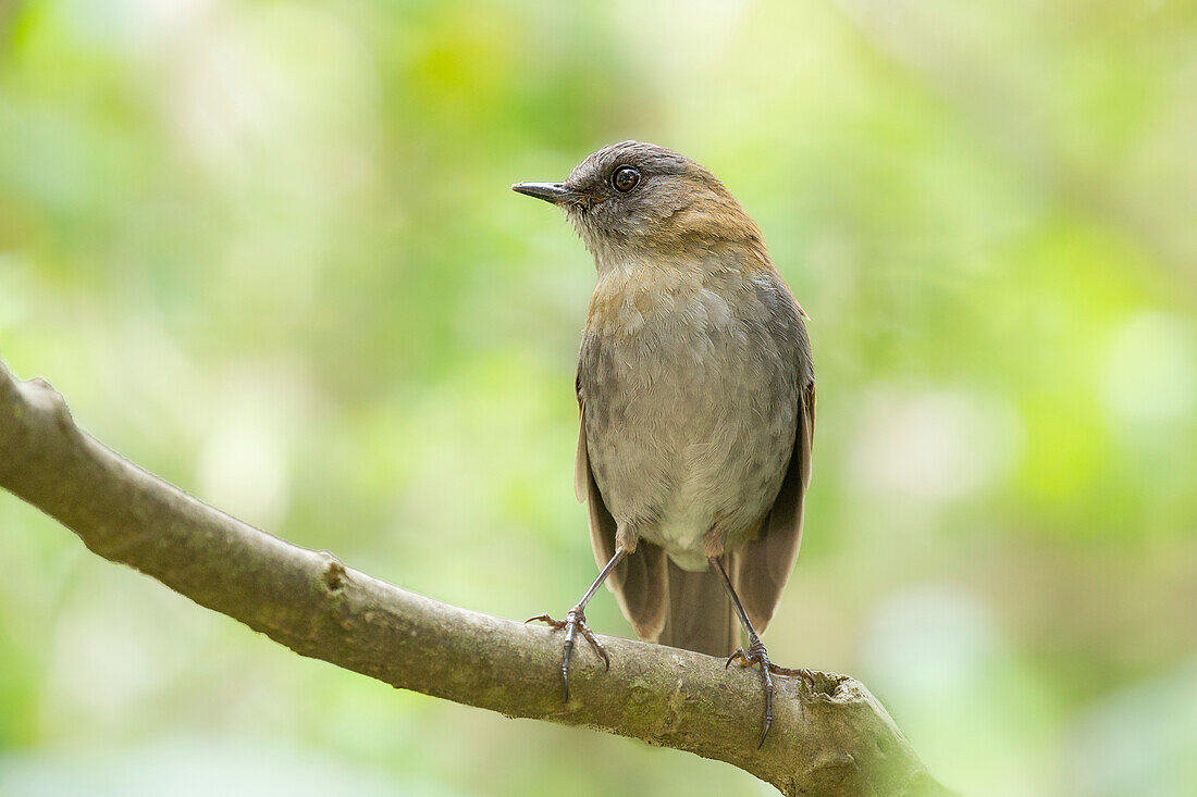 Die Schwarzschnabel-Nachtigalldrossel (Catharus gracilirostris) ist in Costa Rica und Westpanama endemisch.