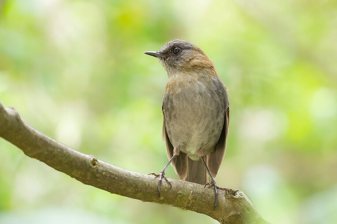 The black-billed Nightingale-Thrush (Catharus gracilirostris) is endemic to Costa Rica and western Panama.