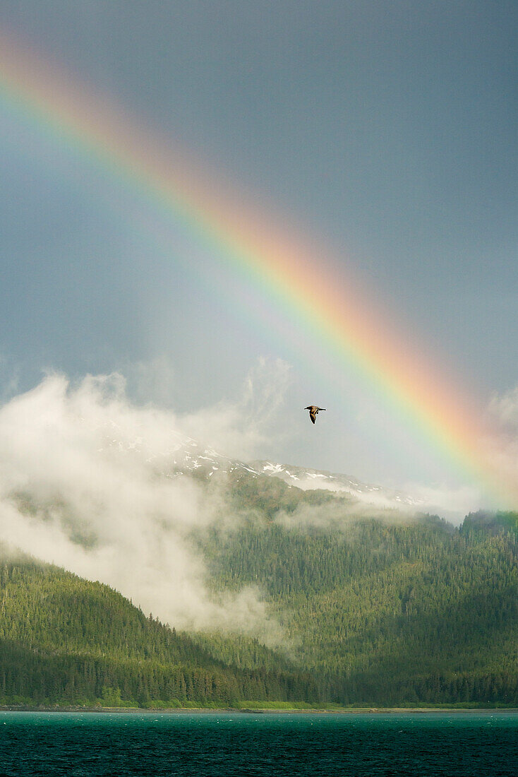 Ein Regenbogen und eine junge Möwe in der Dundas Bay im Glacier Bay National Park
