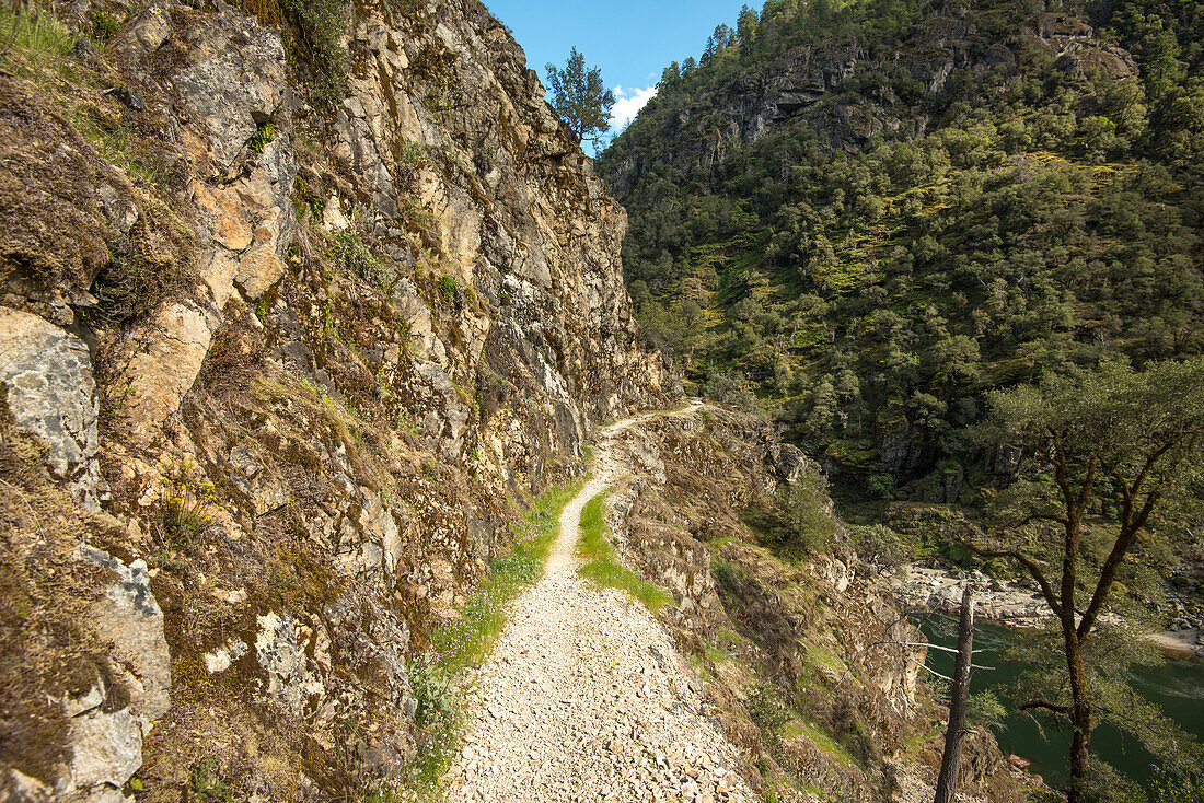 Der Rogue River National Recreation Trail und Rogue River im Frühling