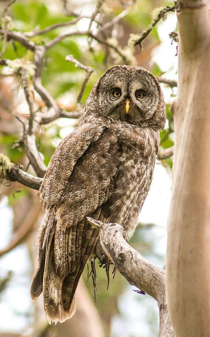 Porträt der erwachsenen Bartkauz (Strix Nebulosa) im Madrone-Baum im südlichen Oregon