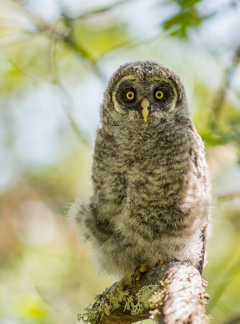 Ein Bartkauz-Küken/Eule (Strix nebulosa) auf einem Madrone-Zweig im südlichen Oregon