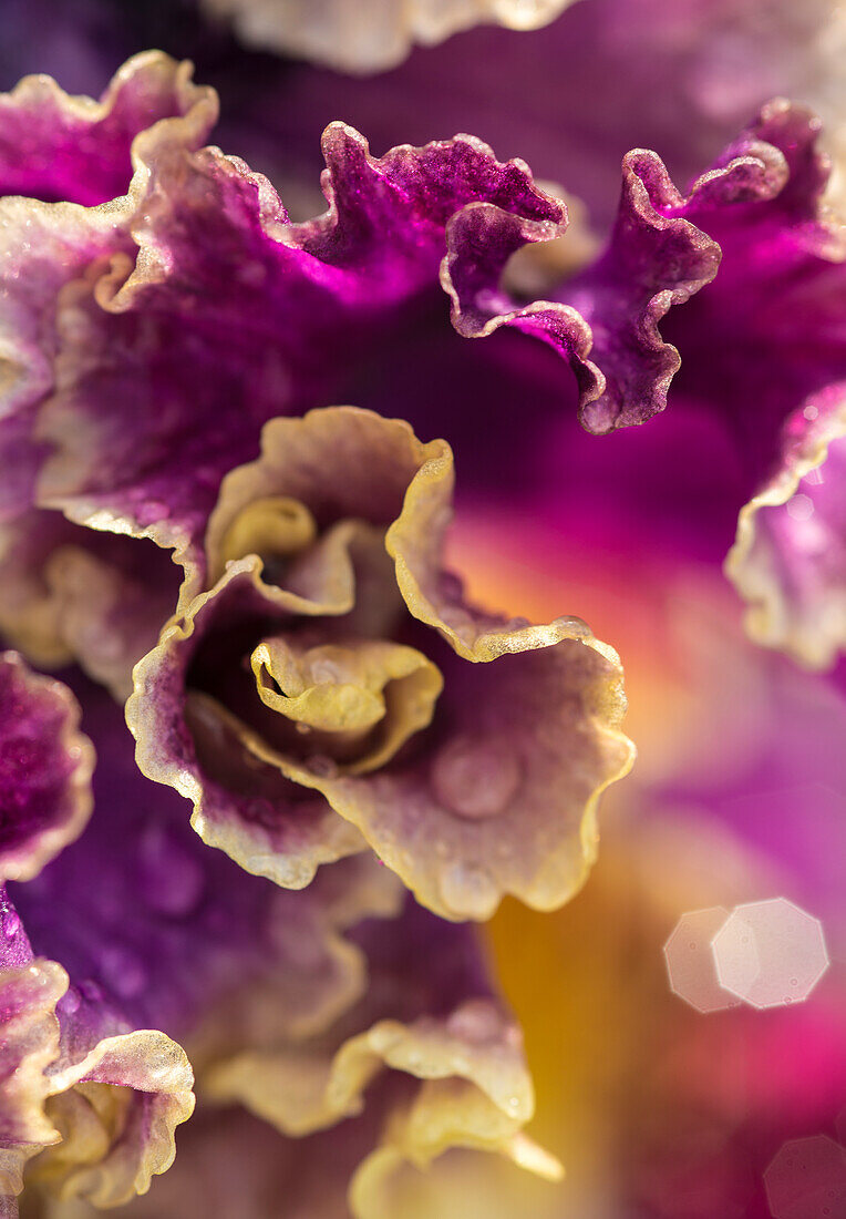 Tall bearded iris petals purple and ruffled with water drops