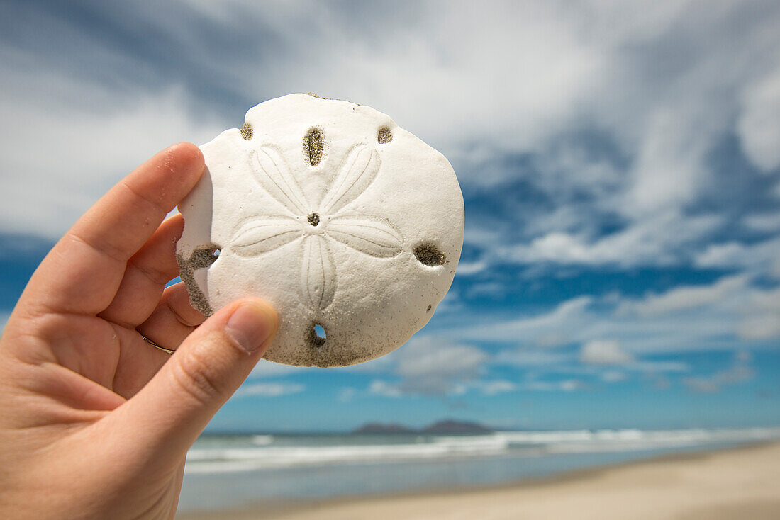 Die Hand einer Frau hält einen Sanddollar mit Strand im Hintergrund