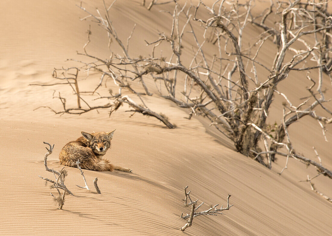 Ein einsamer Kojote betrachtet die Kamera auf den Sanddünen der Isla Magdalena mit toten Bäumen