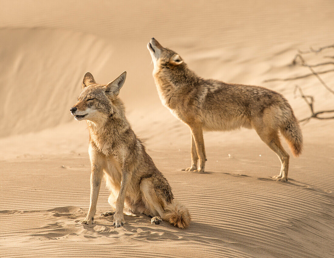 A pair of coyotes howl near sunset on Magdalena Island, Baja California Sur