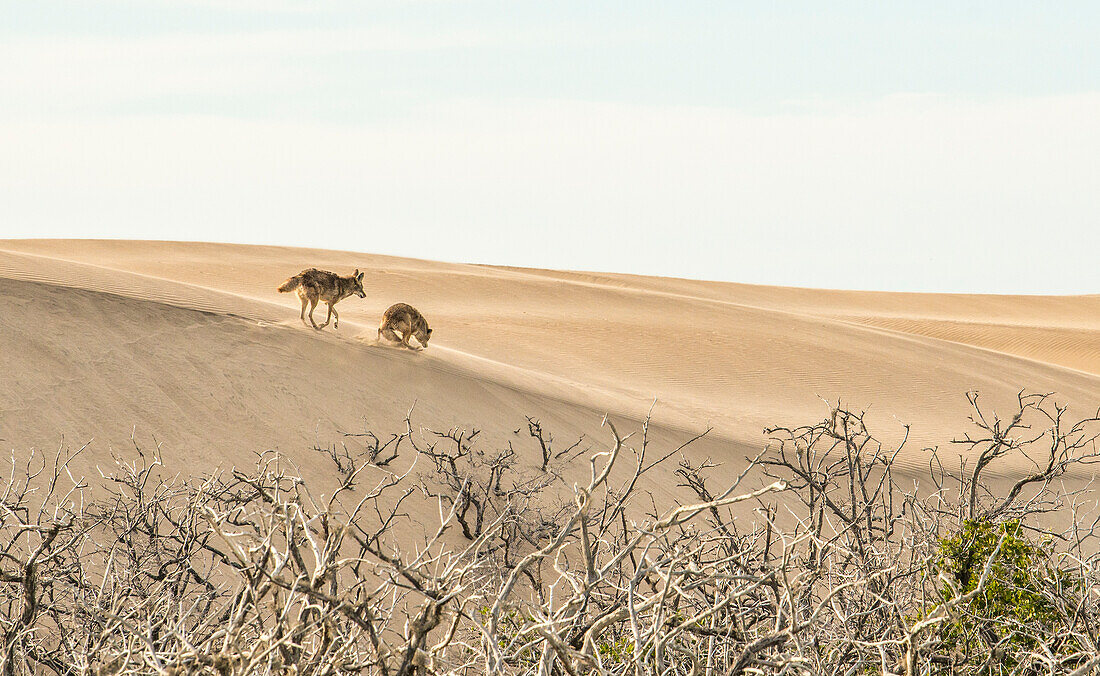 Zwei Kojoten laufen auf den Sanddünen von Magdalena Island, Baja California Sur. Kojote vorne zeigt unterwürfiges Verhalten.