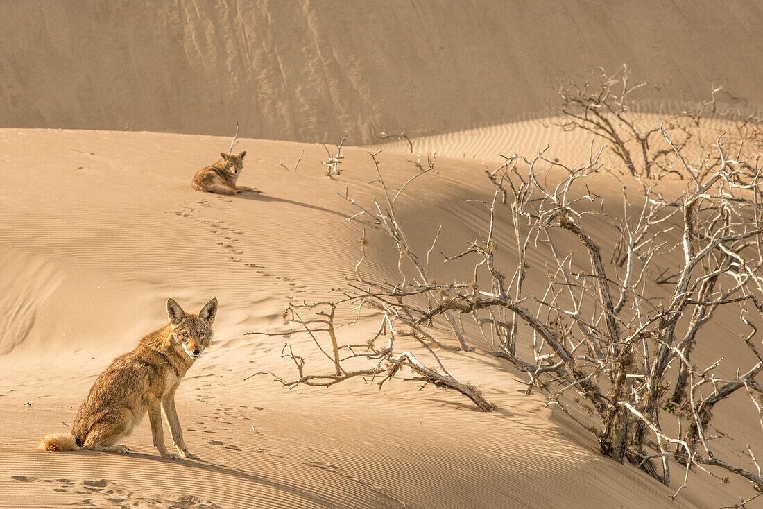 Two coyotes on the dunes of Isla Magdalena, Baja California Sur