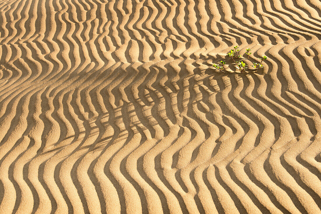 A lone isolated plant at sunset in low light on sand dune ripples, Magdalena Island, Baja California Sur